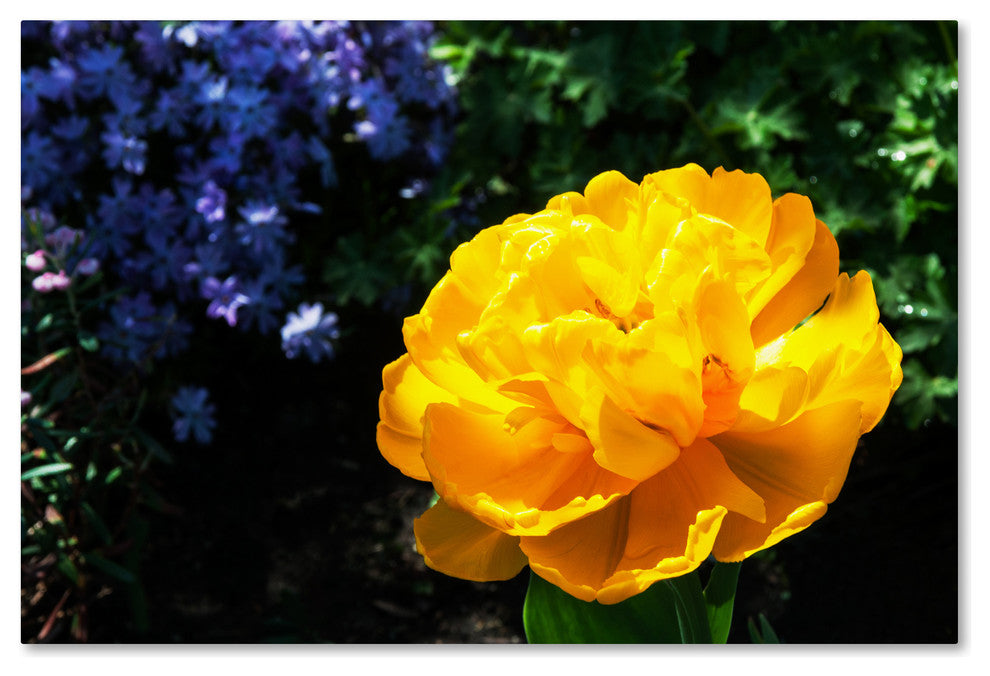 ''Yellow Double Headed Tulip'' Canvas Art by Kurt Shaffer