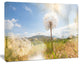 Blooming Dandelion under Bright Sky, Floral Canvas Art Print, 20"x12"