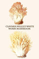 Clavaria Wiggly White Worm Mushroom - Fine Art Giclee Print 24" x 36"