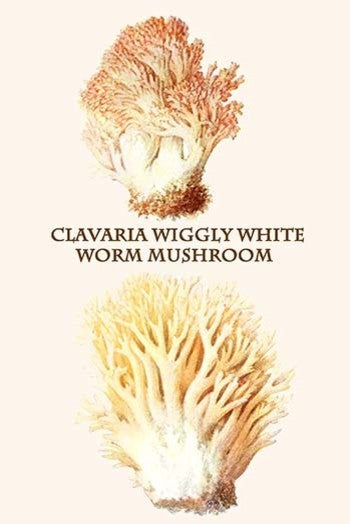 Clavaria Wiggly White Worm Mushroom - Fine Art Giclee Print 24" x 36"