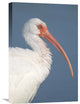 "White Ibis, Fort Myers Beach, Florida" Canvas Giclee by Steve Gettle, 16"x24"