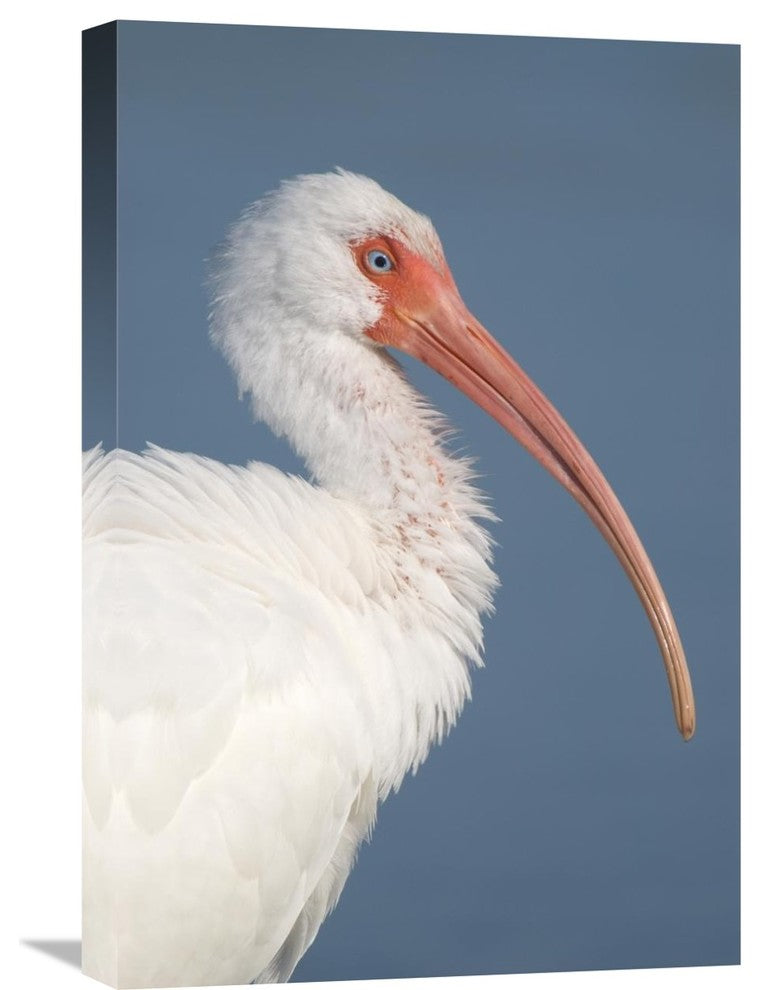 "White Ibis, Fort Myers Beach, Florida" Canvas Giclee by Steve Gettle, 16"x24"
