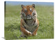 "Siberian Tiger Running, Native To Russia" Artwork, 28" x 22"