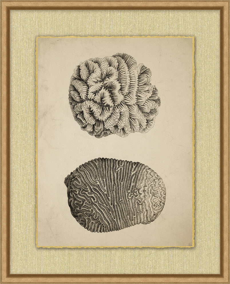 Sepia Sealife 5, Giclee Reproduction Artwork