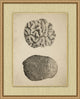 Sepia Sealife 5, Giclee Reproduction Artwork