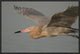 "Reddish Egret flying, Fort Desoto Park, Florida"  by Steve Gettle, 25x17"