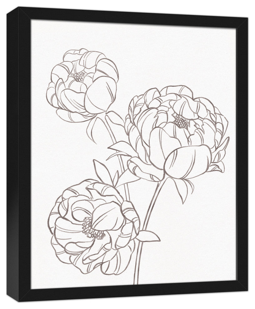 Gray Peony Sketch 16x20 Black Framed Canvas