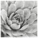 "Garden Succulent IV" Digital Paper Print by Laura Marshall, 26"x26"
