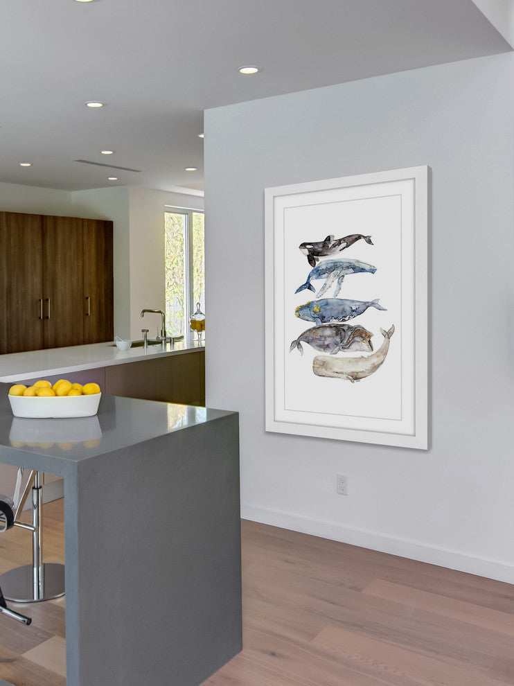"Whale Species" Framed Print by Rachel Byler