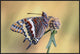 "La Mariposa Del Madroa" Framed Canvas Giclee by Jimmy Hoffman, 37x25"