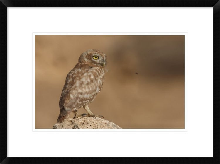 "Owl Vs Bee" Framed Digital Print by Assaf Gavra, 24"x18"