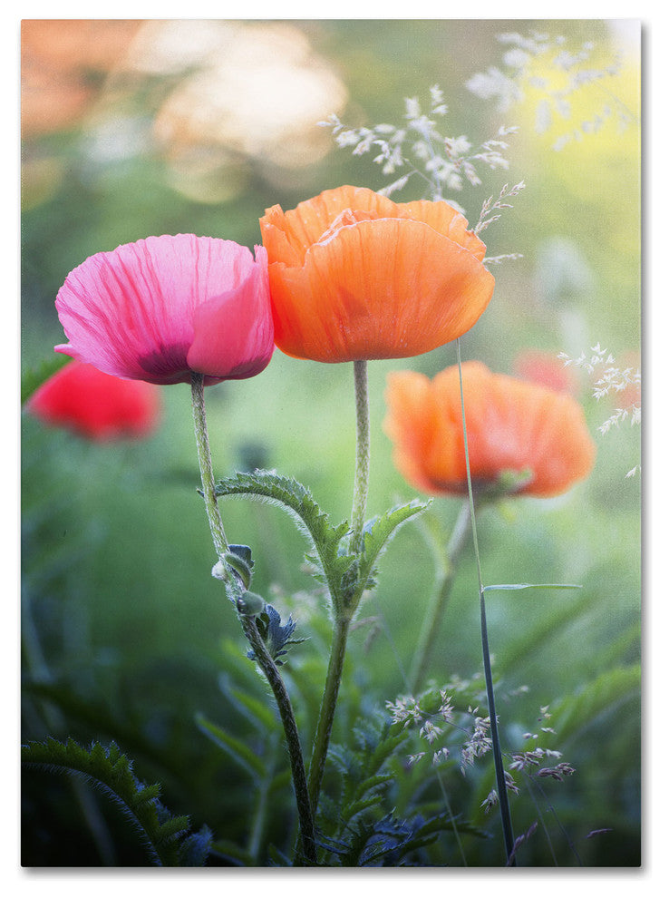 'Love Me Again' Canvas Art by Philippe Sainte-Laudy