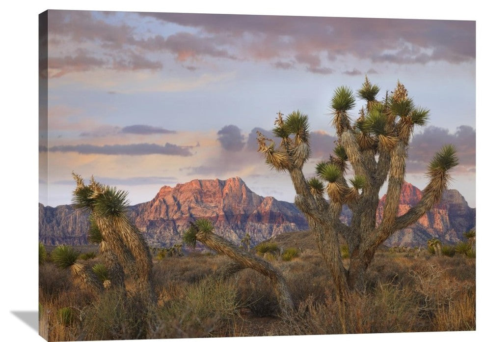 "Joshua Tree And Spring Mountains, Red Rock Canyon, Nevada" Artwork
