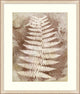 Routt Ferns 3, Giclee Reproduction Artwork