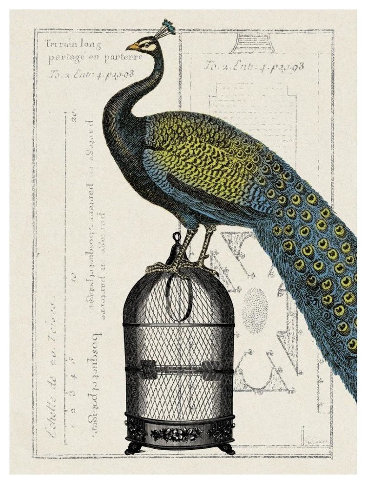 "Peacock Birdcage II" Digital Paper Print by Sue Schlabach, 14"x18"