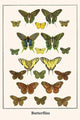Butterflies - Gallery Wrapped Canvas Art 28" x 42"