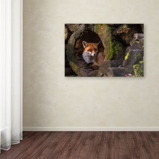 Cees van Ginkel 'Fox 2' Canvas Art, 24 x 16