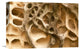 "Cavernous Weathering In Sandstone Rock, Sydney, Australia" Artwork, 18" x 12"
