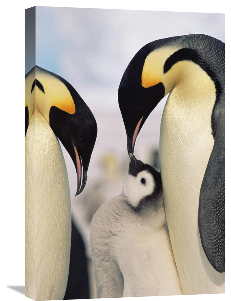 "Emperor Penguin parents with chick, Antarctica" Canvas Giclee, 16"x24"