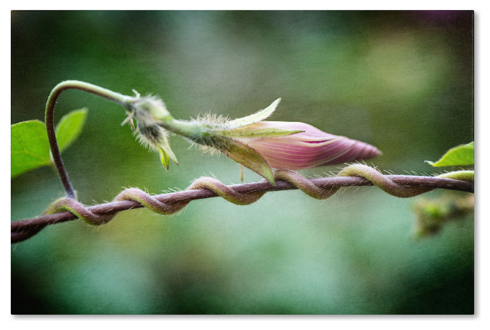 ''Focus'' Canvas Art by Philippe Sainte-Laudy