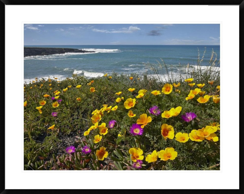 California Poppy And Iceplant, Montano De Oro State Park, California, 38"x30"