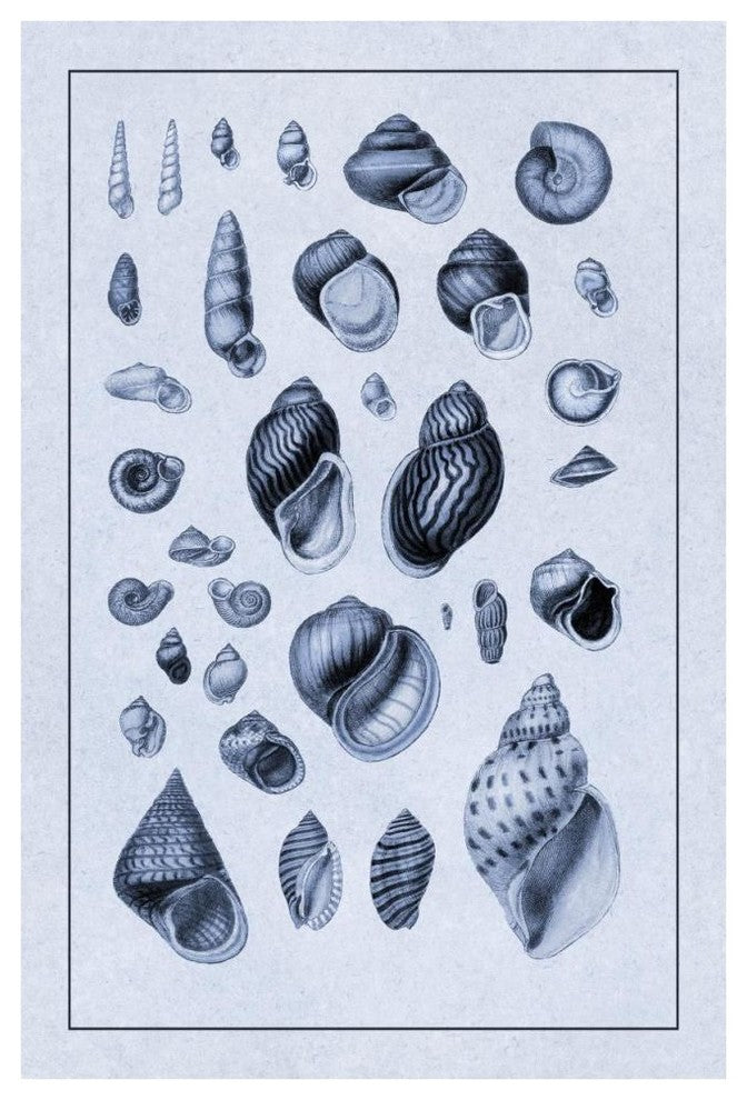 "Shells: Sessile Cirripedes #2 (Blue)" Paper Print by G.B. Sowerby, 42"x62"