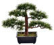10" Potted Guest Greeting Bonsai Pine