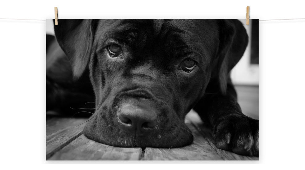 Black Cane Corso on Porch Black & White Dog Photograph Unframed Wall Art Print, 8" X 10"