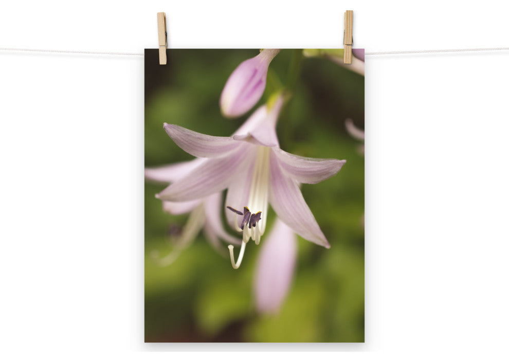 Softened Hosta Bloom Nature Photography, Floral Unframed Wall Art Print, 12" X 16"