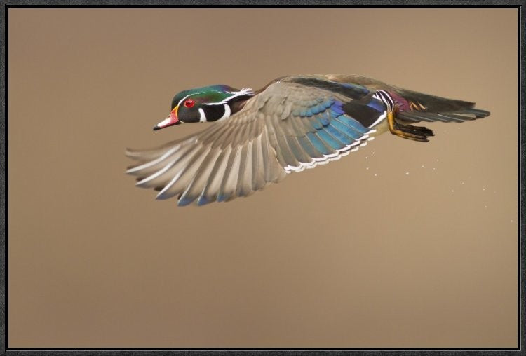"Wood Duck" Framed Canvas Giclee by Mircea Costina, 25x17"