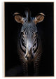 Zebra Stare By Getty Images