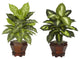 Dieffenbachia With Wood Vase Silk Plant, Set of 2, Assorted