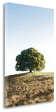 "Oak Tree - 77" By Alan Blaustein, Giclee Print on Gallery Wrap Canvas