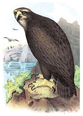 Gray, or Sea Eagle - Gallery Wrapped Canvas Art 28" x 42"