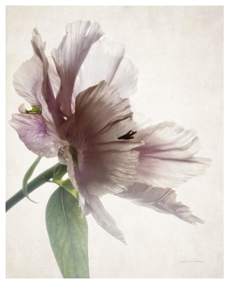 "Translucent Peony II" Digital Paper Print by Debra Van Swearingen, 30"x37"
