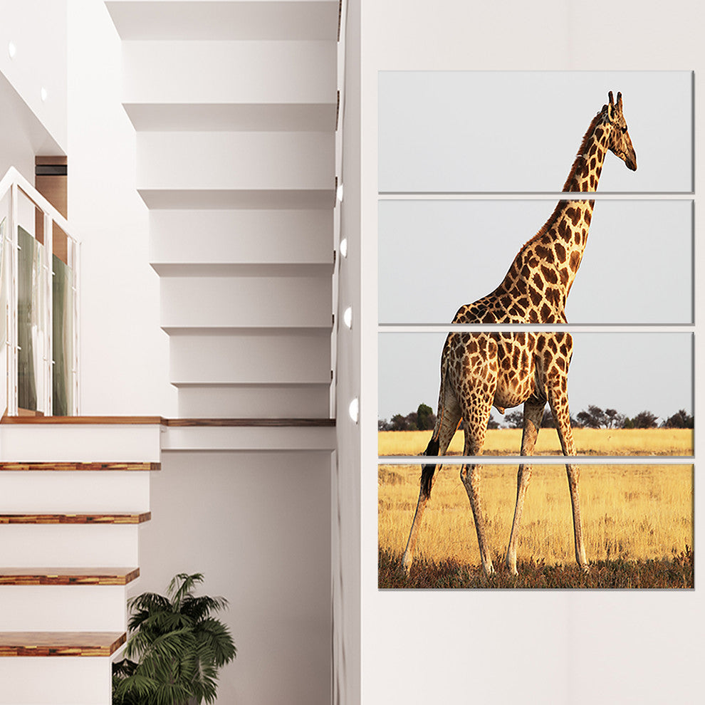 Single Giraffe in Africa Walking, African Canvas Print, 28"x48", 4 Panels