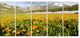 Mountain Plain with Wild Yellow Flowers, Floral Canvas Print, 60"x28", 5 Panels