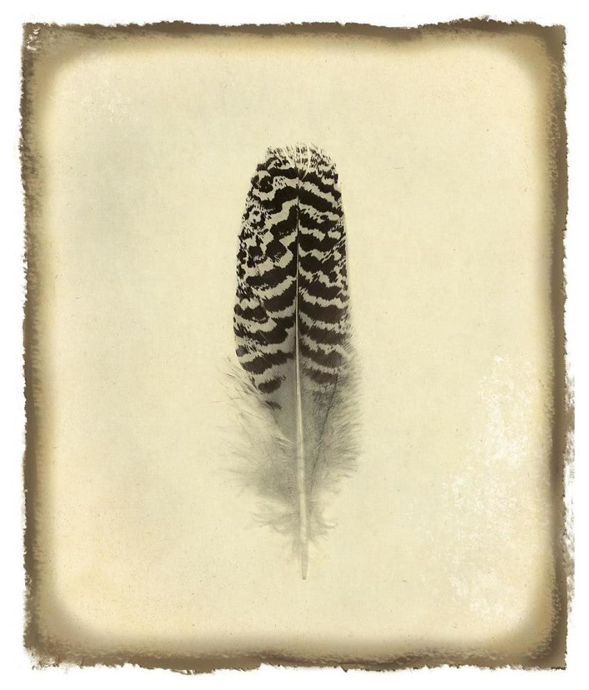 "Feather I Vintage" Digital Paper Print by Debra Van Swearingen, 15"x18"
