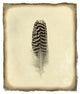 "Feather I Vintage" Digital Paper Print by Debra Van Swearingen, 15"x18"