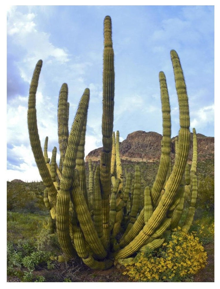 "Organ Pipe Cactus Arizona" Digital Paper Print by Tim Fitzharris, 14"x18"