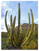 "Organ Pipe Cactus Arizona" Digital Paper Print by Tim Fitzharris, 14"x18"