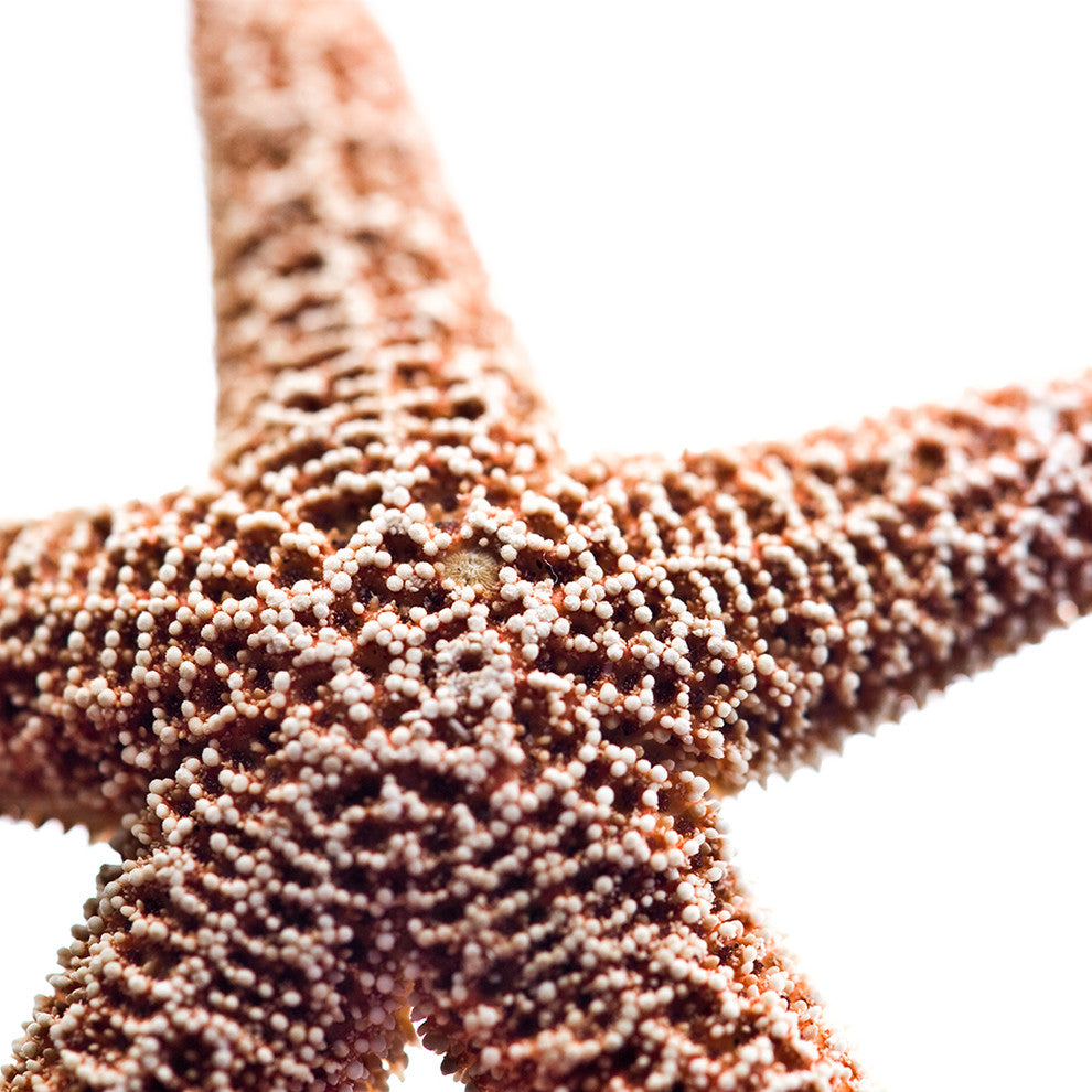 "Basket Stars" Paper, 48"x24"