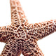 "Basket Stars" Paper, 48"x24"