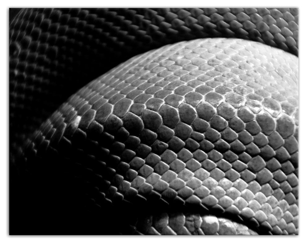Black and White Snake Skin Texture Print on Canvas