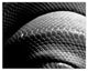 Black and White Snake Skin Texture Print on Canvas