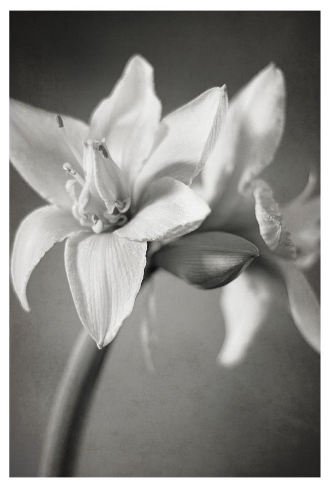 "White Amaryllis I" Digital Paper Print by Laura Marshall, 22"x32"