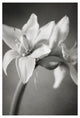 "White Amaryllis I" Digital Paper Print by Laura Marshall, 22"x32"