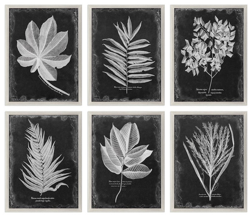 Uttermost Foliage Framed Prints, Set of 6, 33671