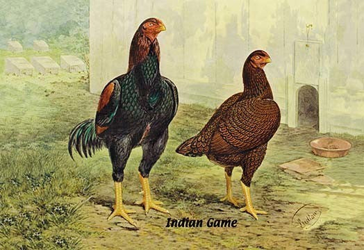 Indian Game (Chickens)- Framed Paper Poster 20" x 30"