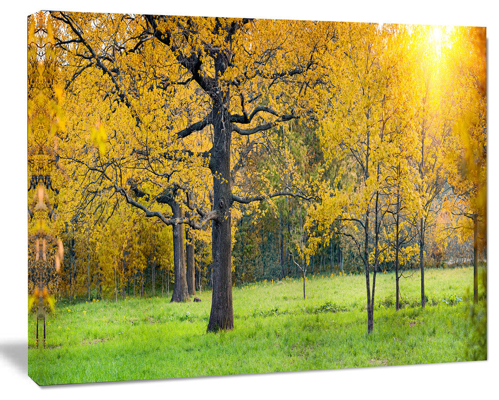 Sunny Park with Oak Panorama, Large Landscape Canvas Art, 20"x12"